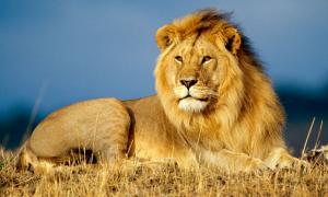 Почему лев хищник. лев - описание. Причины снижения численности хищников на планете
