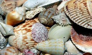 Molluskid huvitavad faktid Molluskid on nende kohta kõige huvitavamad