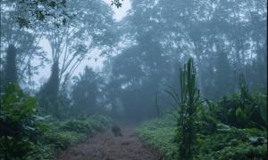 Lõuna-Ameerika Selva Kas võib öelda, et selva on läbimatud metsad